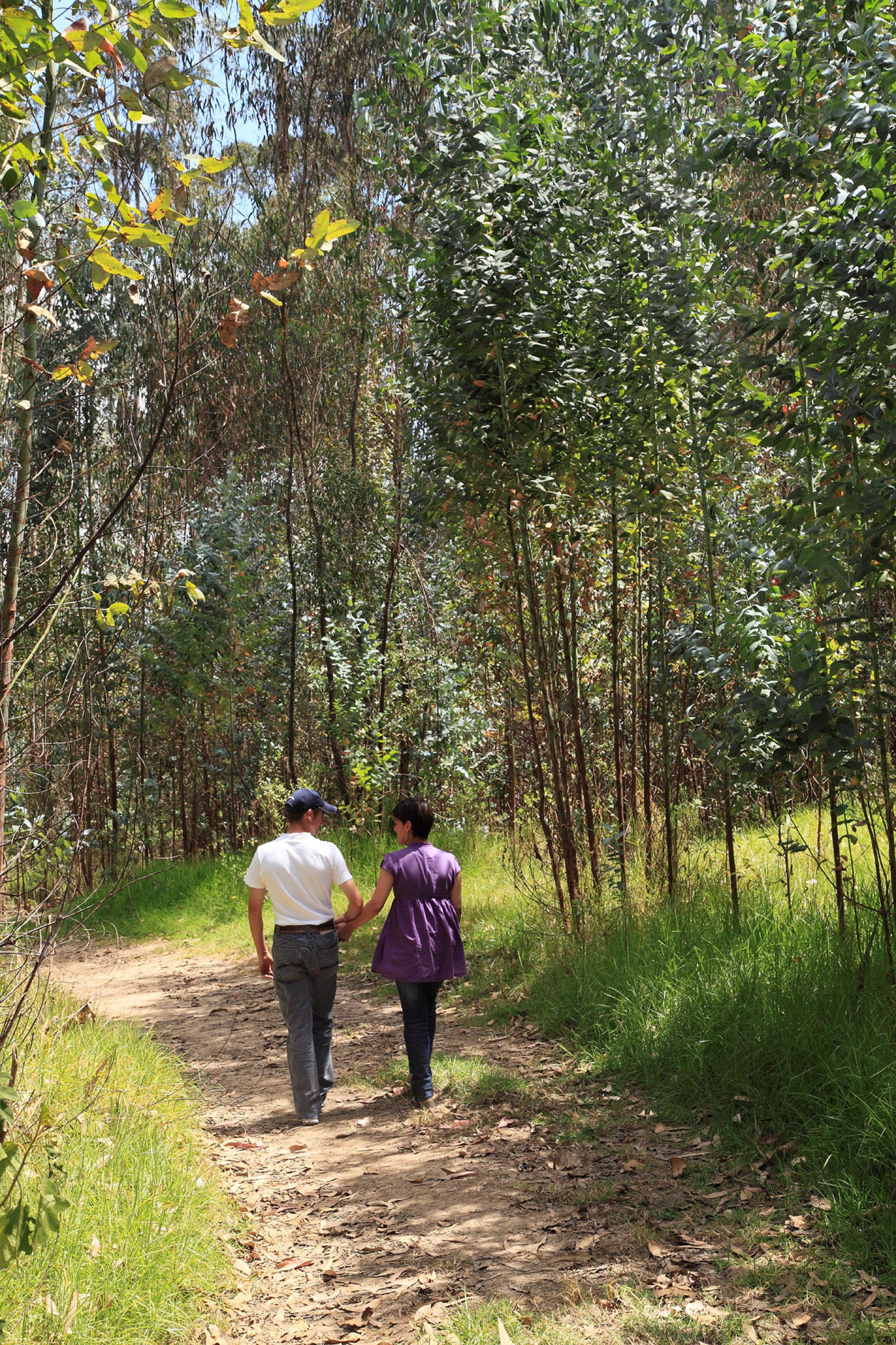 Estelar Paipa Hotel Spa & Y Centro De Convenciones Exterior photo Eucalyptus forest in the park